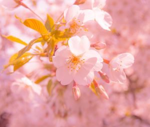 Preview wallpaper sakura, flower, blur, petals, pink