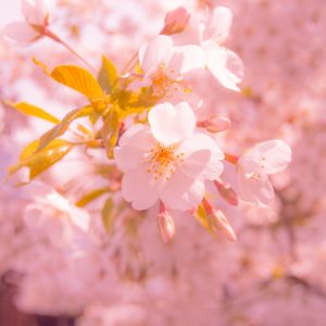 Preview wallpaper sakura, flower, blur, petals, pink