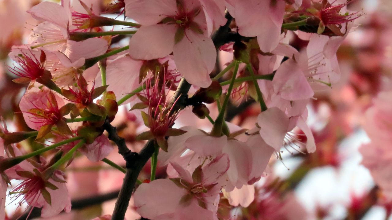 Wallpaper sakura, flower, branch, petals, plant, spring, macro