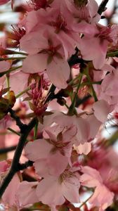 Preview wallpaper sakura, flower, branch, petals, plant, spring, macro
