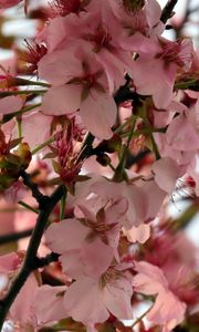 Preview wallpaper sakura, flower, branch, petals, plant, spring, macro