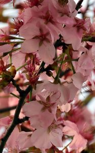 Preview wallpaper sakura, flower, branch, petals, plant, spring, macro