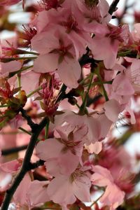 Preview wallpaper sakura, flower, branch, petals, plant, spring, macro