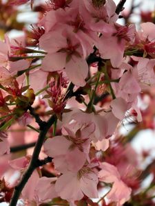 Preview wallpaper sakura, flower, branch, petals, plant, spring, macro