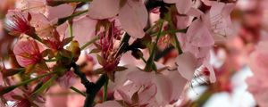 Preview wallpaper sakura, flower, branch, petals, plant, spring, macro