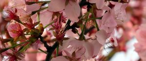 Preview wallpaper sakura, flower, branch, petals, plant, spring, macro