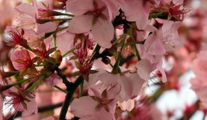 Preview wallpaper sakura, flower, branch, petals, plant, spring, macro