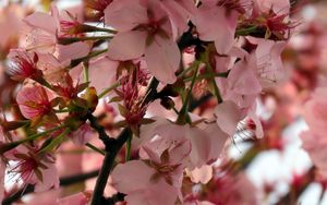 Preview wallpaper sakura, flower, branch, petals, plant, spring, macro
