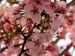 Preview wallpaper sakura, flower, branch, petals, plant, spring, macro