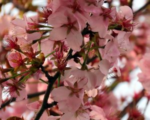 Preview wallpaper sakura, flower, branch, petals, plant, spring, macro