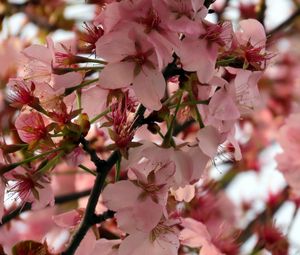 Preview wallpaper sakura, flower, branch, petals, plant, spring, macro