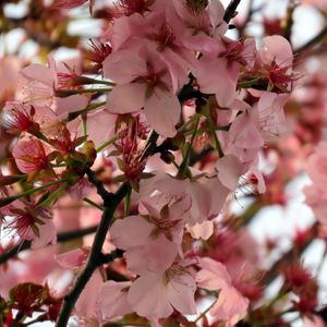Preview wallpaper sakura, flower, branch, petals, plant, spring, macro