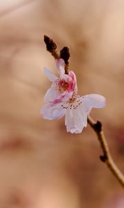 Preview wallpaper sakura, flower, branch, pink, spring