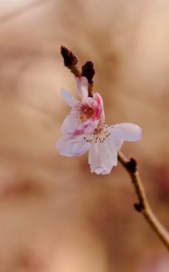 Preview wallpaper sakura, flower, branch, pink, spring