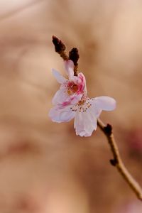 Preview wallpaper sakura, flower, branch, pink, spring