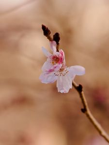 Preview wallpaper sakura, flower, branch, pink, spring