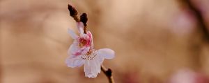 Preview wallpaper sakura, flower, branch, pink, spring