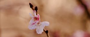 Preview wallpaper sakura, flower, branch, pink, spring