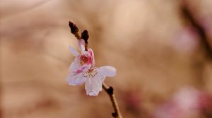 Preview wallpaper sakura, flower, branch, pink, spring