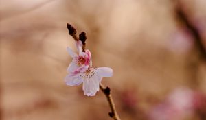 Preview wallpaper sakura, flower, branch, pink, spring