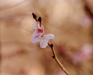 Preview wallpaper sakura, flower, branch, pink, spring