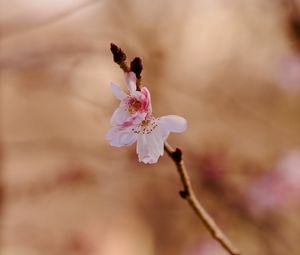 Preview wallpaper sakura, flower, branch, pink, spring