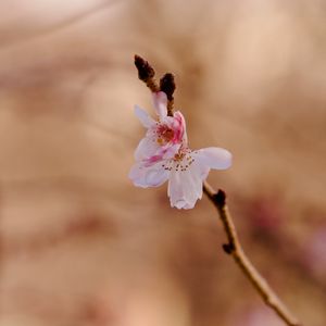Preview wallpaper sakura, flower, branch, pink, spring