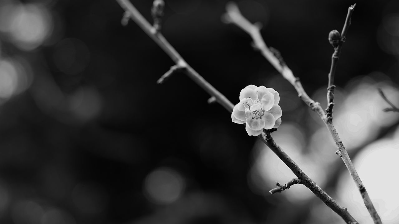 Wallpaper sakura, flower, bw, branch, blur