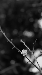 Preview wallpaper sakura, flower, bw, branch, blur