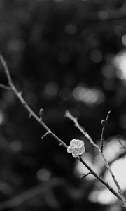 Preview wallpaper sakura, flower, bw, branch, blur