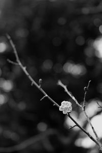 Preview wallpaper sakura, flower, bw, branch, blur