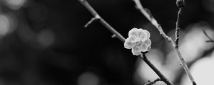 Preview wallpaper sakura, flower, bw, branch, blur