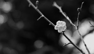 Preview wallpaper sakura, flower, bw, branch, blur