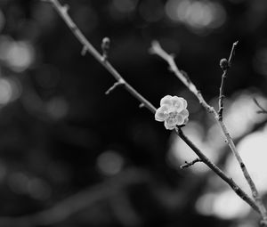 Preview wallpaper sakura, flower, bw, branch, blur