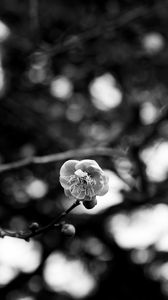 Preview wallpaper sakura, flower, macro, bw