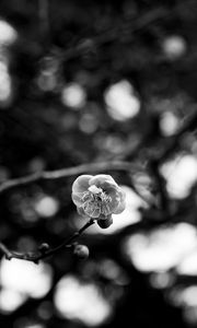 Preview wallpaper sakura, flower, macro, bw