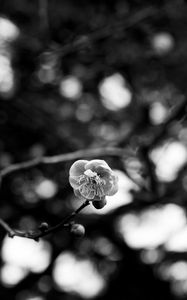 Preview wallpaper sakura, flower, macro, bw