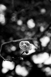 Preview wallpaper sakura, flower, macro, bw