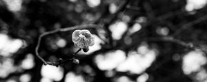 Preview wallpaper sakura, flower, macro, bw