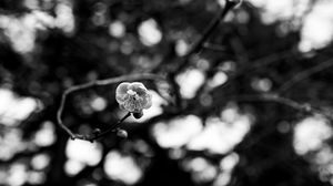 Preview wallpaper sakura, flower, macro, bw