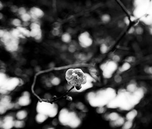 Preview wallpaper sakura, flower, macro, bw