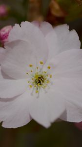 Preview wallpaper sakura, flower, petals, bud, branch, macro