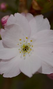 Preview wallpaper sakura, flower, petals, bud, branch, macro