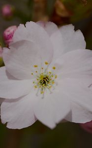 Preview wallpaper sakura, flower, petals, bud, branch, macro
