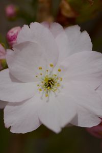 Preview wallpaper sakura, flower, petals, bud, branch, macro