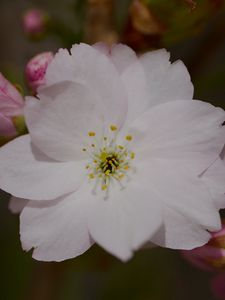Preview wallpaper sakura, flower, petals, bud, branch, macro