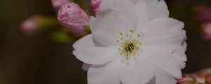 Preview wallpaper sakura, flower, petals, bud, branch, macro