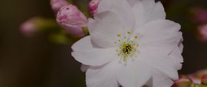 Preview wallpaper sakura, flower, petals, bud, branch, macro