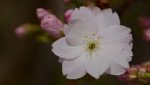Preview wallpaper sakura, flower, petals, bud, branch, macro