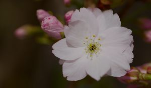 Preview wallpaper sakura, flower, petals, bud, branch, macro